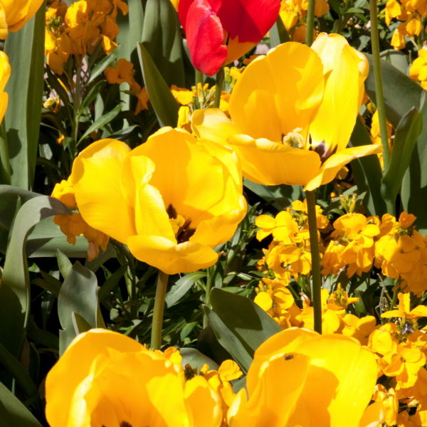 Yellow Tulips Flowers (Tulipa)
