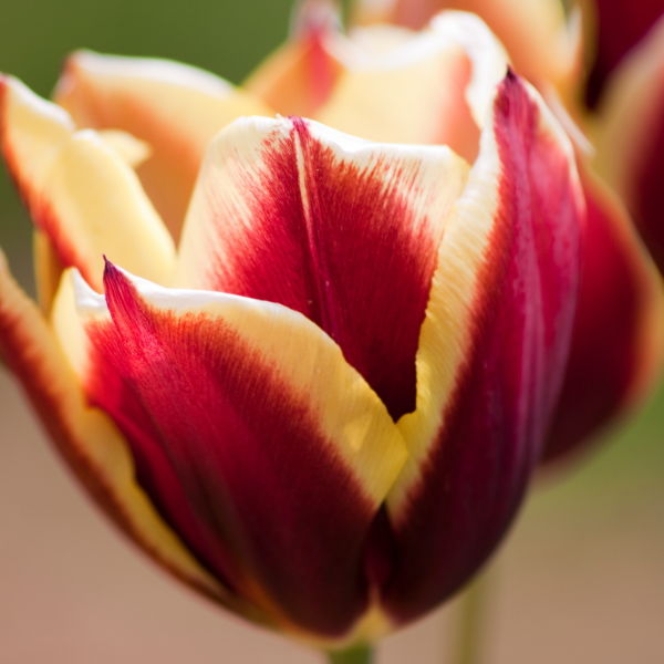 Tulip Flower (Tulipa)