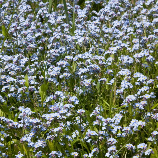 Forget me Knot Flower ( Myosotis scorpioides)