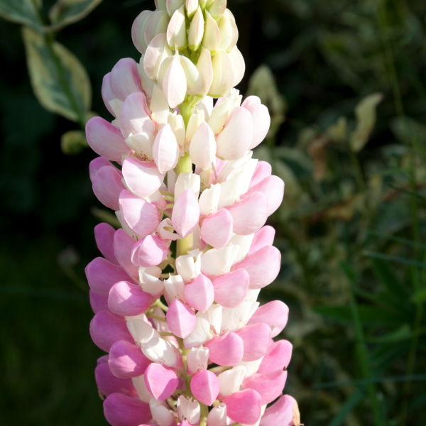 Lupine Flower (Lupinus)