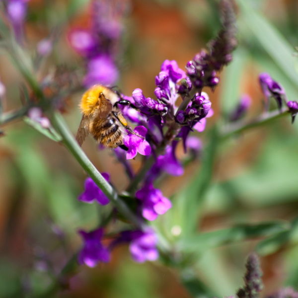 purple flower