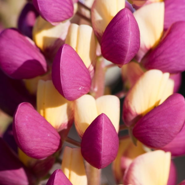 Lupine Flower (Lupinus)