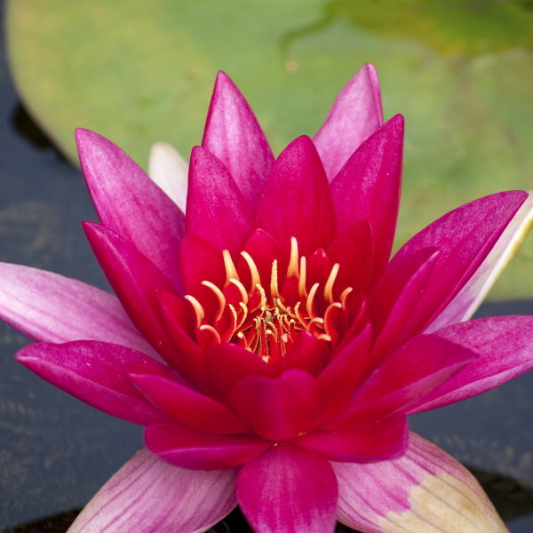 Pink Water Lily ( Nuphar Lutea)