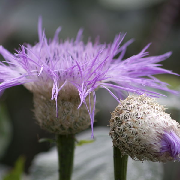 Purple Thistle ( Nuphar Lutea)