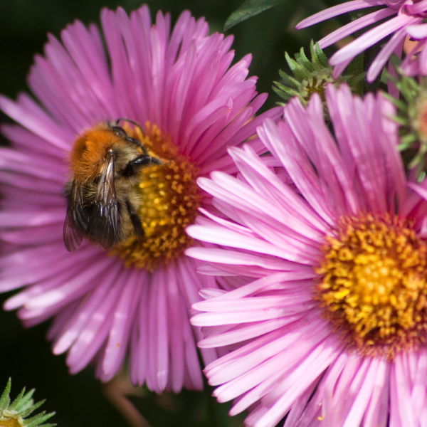 Pink Daisy Flower (Bellis perennis)
