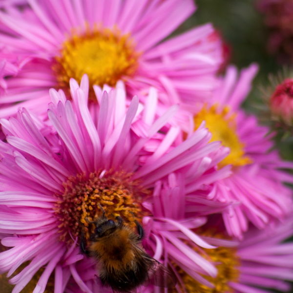 Pink Daisy Flower (Bellis perennis)