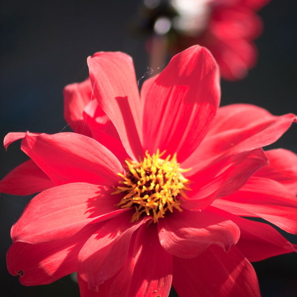 Dahlia Flower ( pinnata Cav)