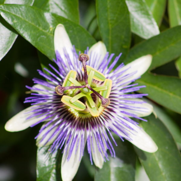 Passion Flower (passiflora incarnata )