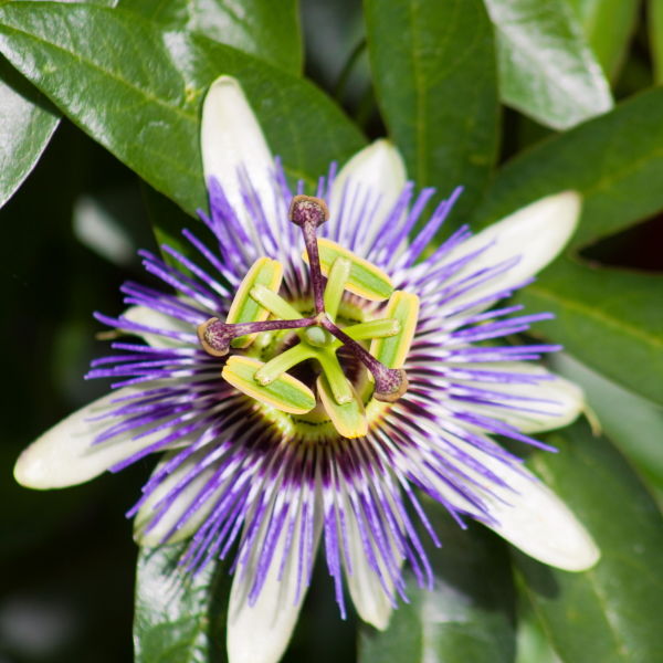 Passion Flower (passiflora incarnata )