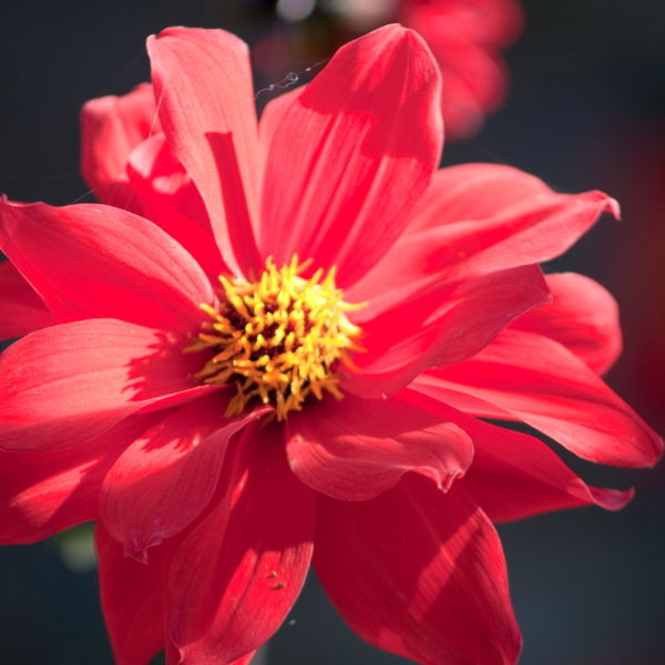 Red Dahlia Flowers (Dahlia)