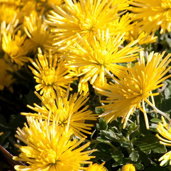 Chrysanthemum Flower (Chrysanthemum)