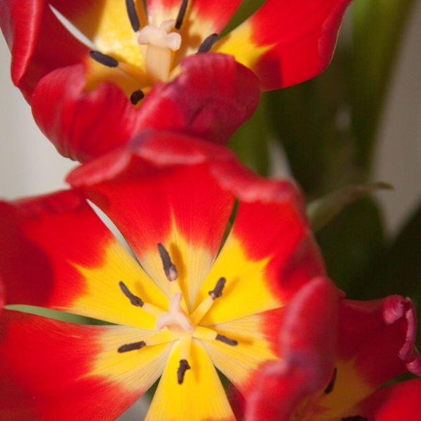 Tulip Flower (Tulipa)