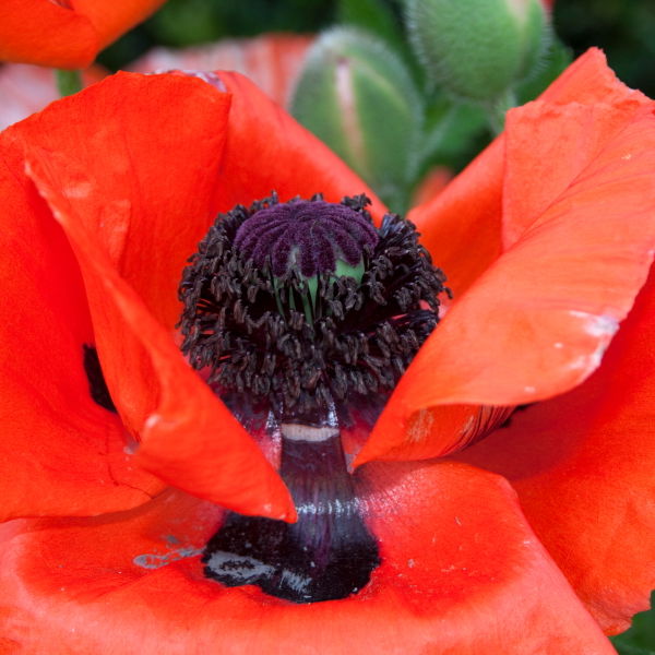 Poppy Flowers (Papaverales)