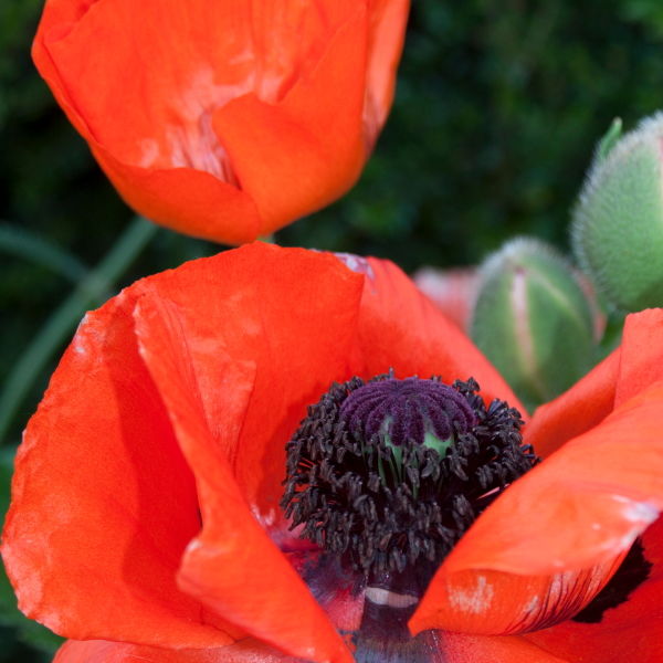 Poppy Flowers (Papaverales)