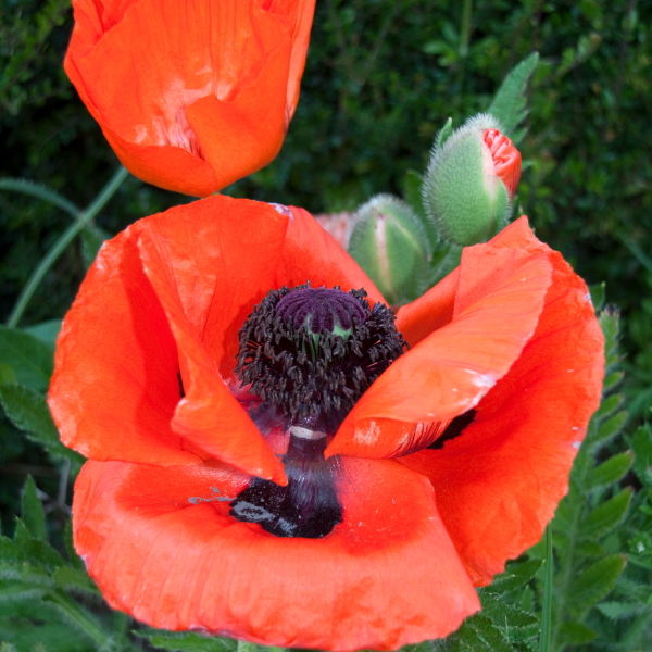 Poppy Flowers (Papaverales)