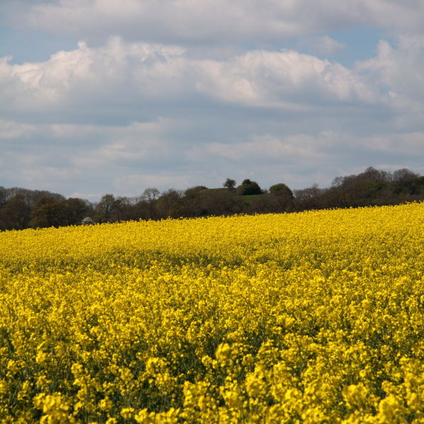 Oil Seed Rape (Brassica napus)