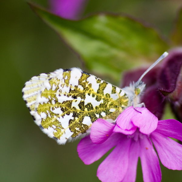 Orange Tip Butterfly (Anthocharis cardamines) Red Campion Flower (Silene dioica)