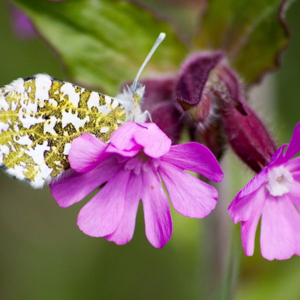 Orange Tip Butterfly (Anthocharis cardamines) Red Campion Flower (Silene dioica)