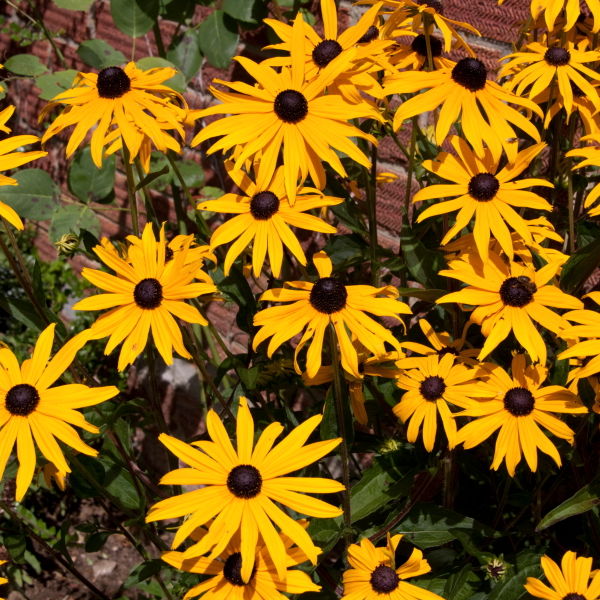 Black Eyed Susan Flower (Rudbeckia Hirta)