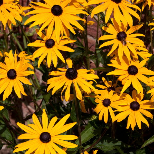 Black Eyed Susan Flower (Rudbeckia Hirta)