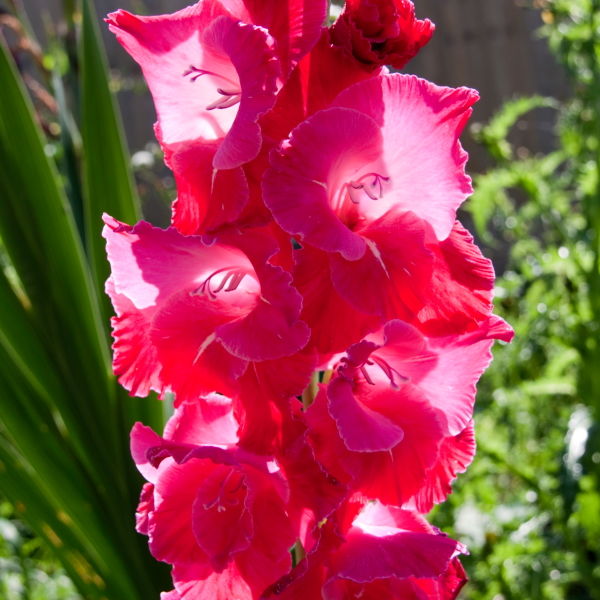 Hollyhocks Flower (Alcea)
