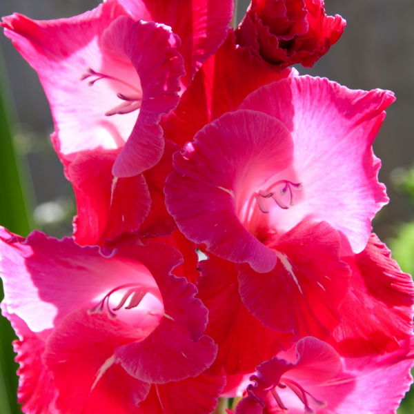 Hollyhocks Flower (Alcea)