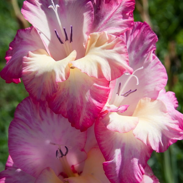 Hollyhocks Flower (Alcea)
