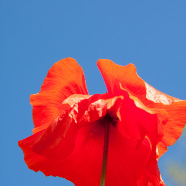 Poppy Flower (Papaverales)