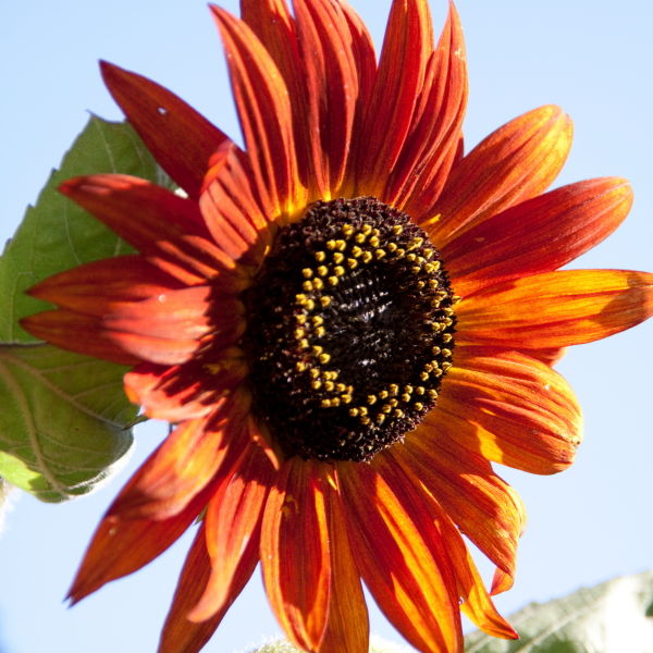 Sunflower (Helianthus annuus)