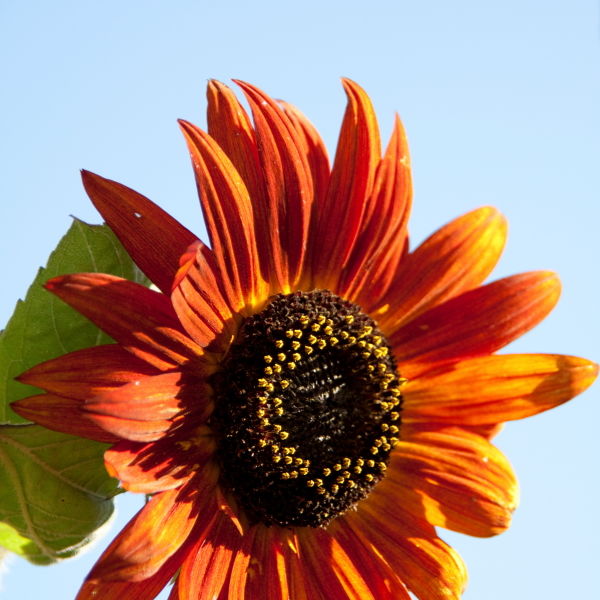 Sunflower (Helianthus annuus)