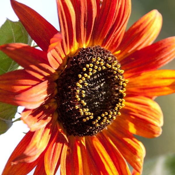 Sunflower (Helianthus annuus)