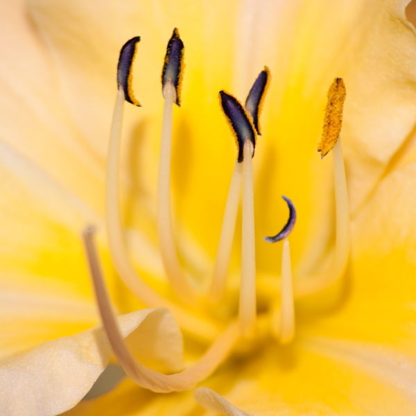 Asiatic Lily (Lilium)
