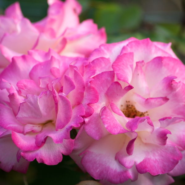 Roses (Rosa) Flowers