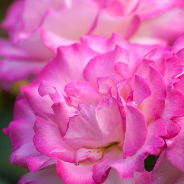 Roses (Rosa) Flowers