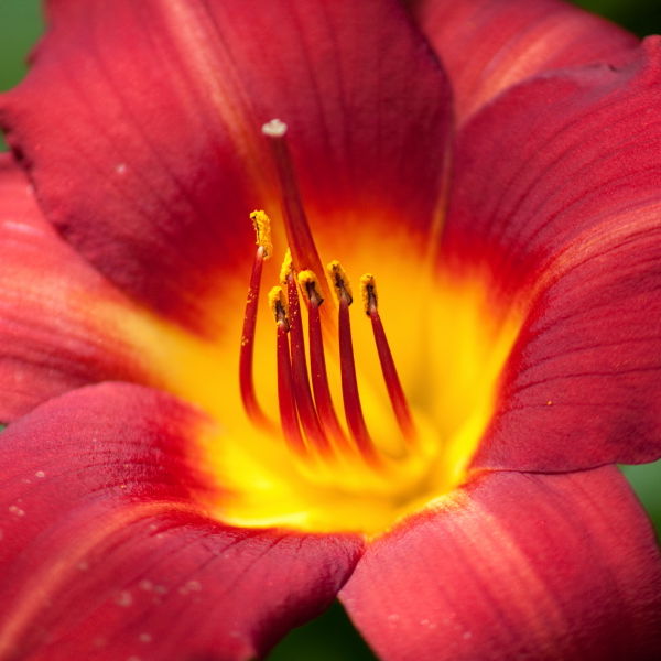 Lily (Lilium) Flower