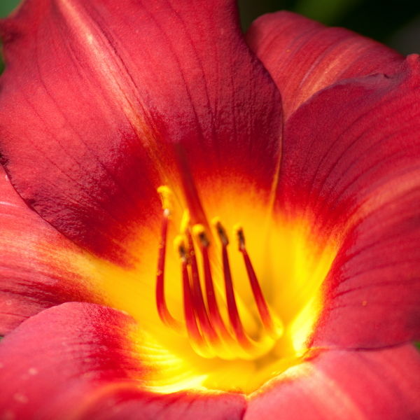 Lily (Lilium) Flower