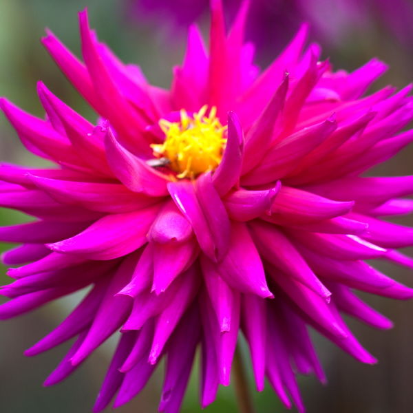 dahlia ( pinnata Cav) Flower