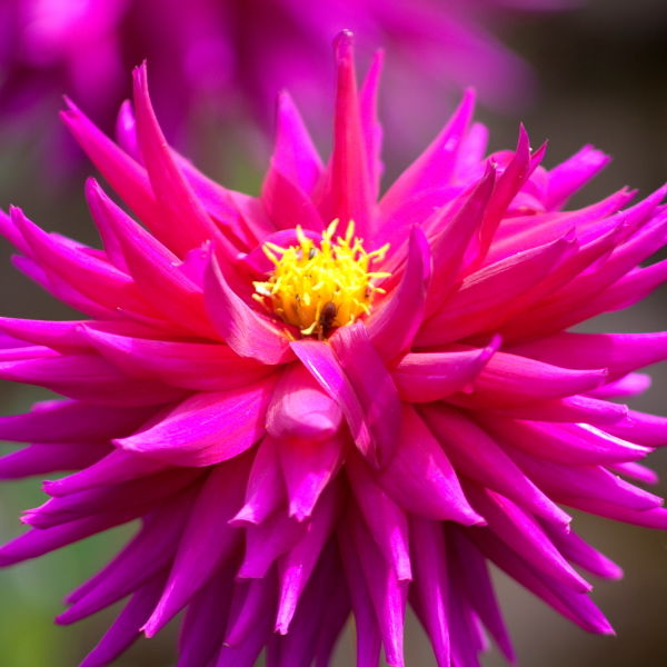 Dahlia Flower ( pinnata Cav)