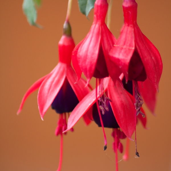 Fuchsia (Fuchsia) Flower