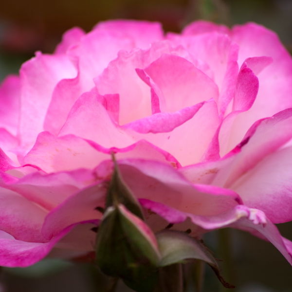 Pink Rose (Rosa) Flowers