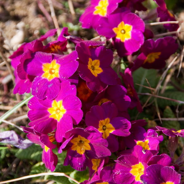 primrose (Primula vulgaris) Flower