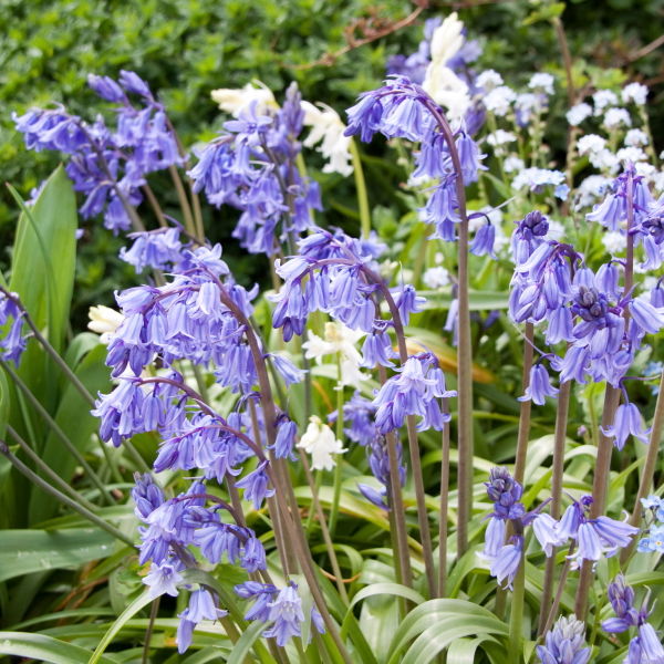 Bluebell (Hyacinthoides non-scripta) Flowers