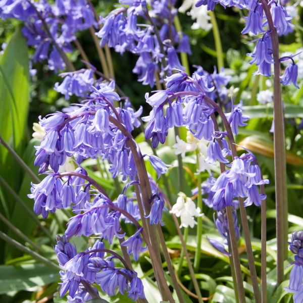 Bluebell (Hyacinthoides non-scripta) Flowers