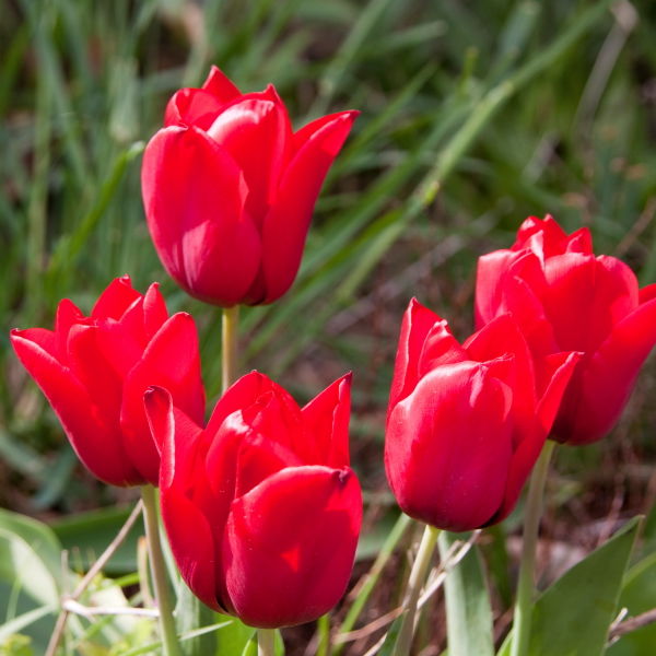 Tulip Flower (Tulipa)