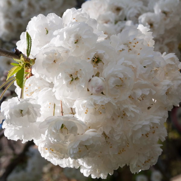 Apple Blossom White (Malus domestica)