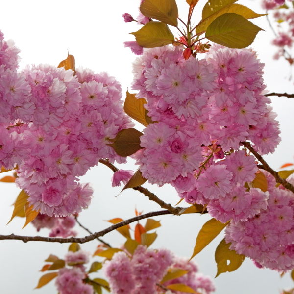 Apple Blossom Pink (Malus domestica)