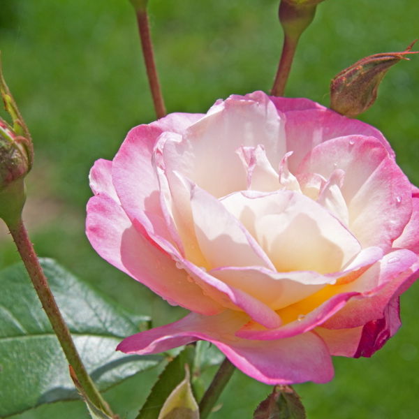 Rose (Rosa) Flower