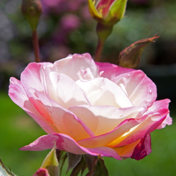 Rose (Rosa) Flower