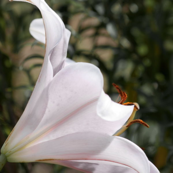 Lily (Lilium) Flower