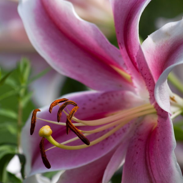 Asiatic Lily (Lilium)